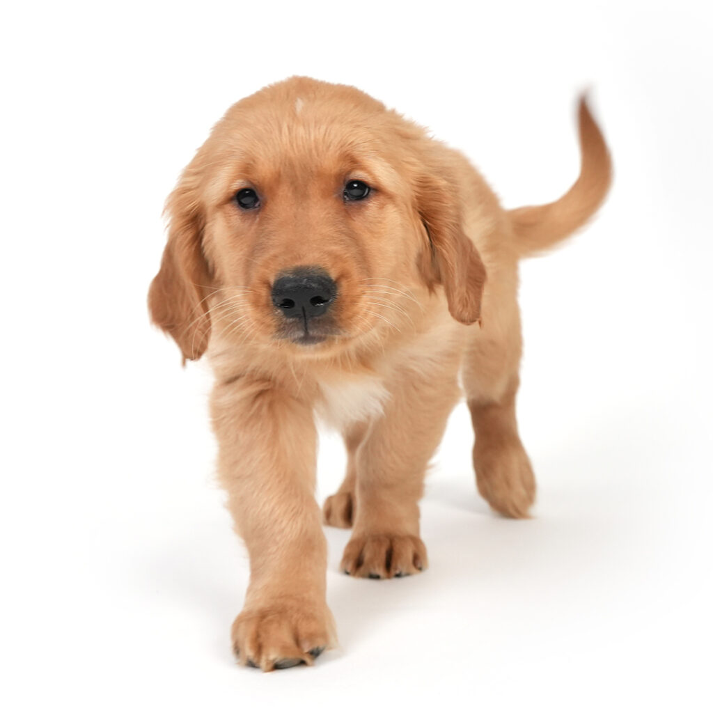 Golden Retriever in Pembroke Pines