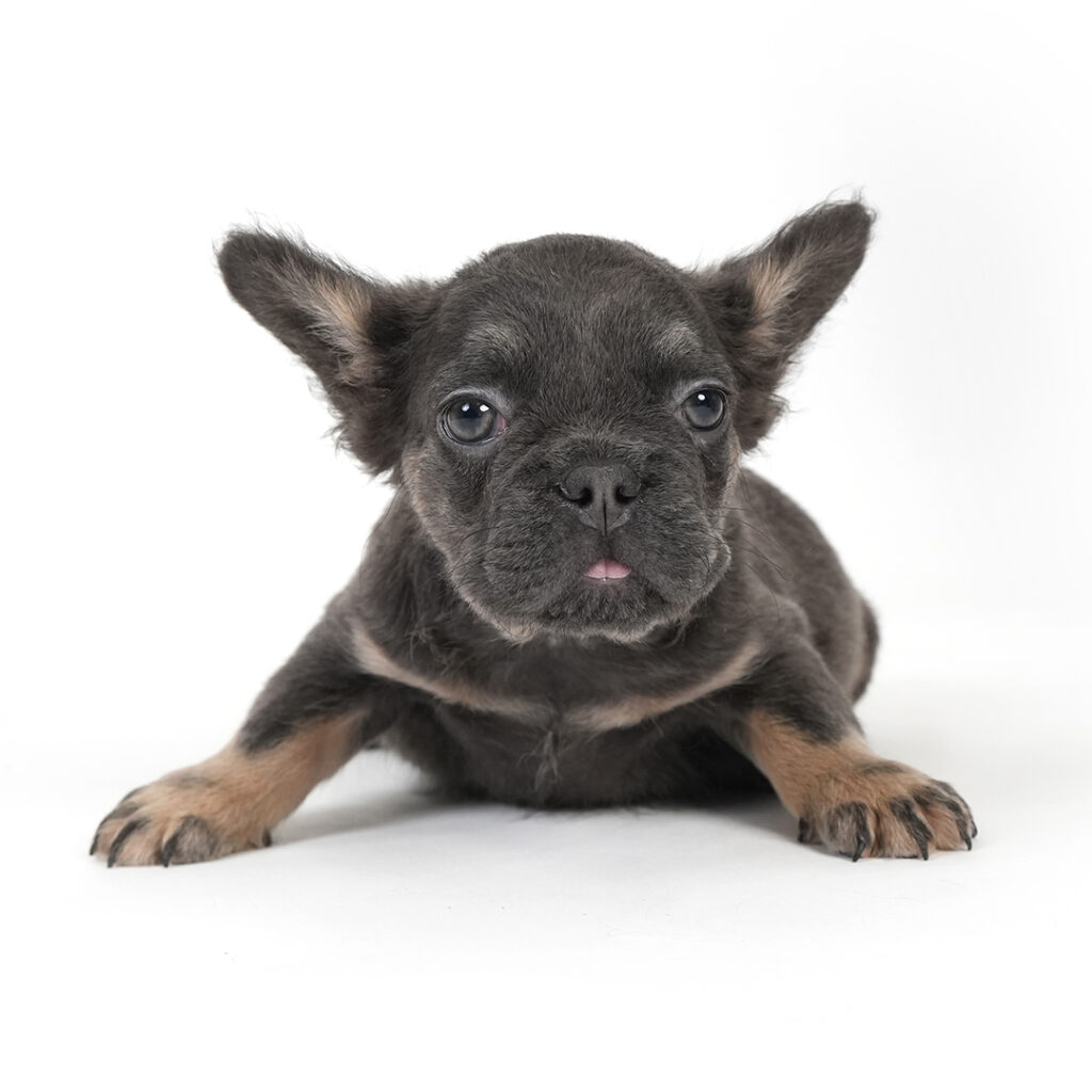 Frenchie puppy