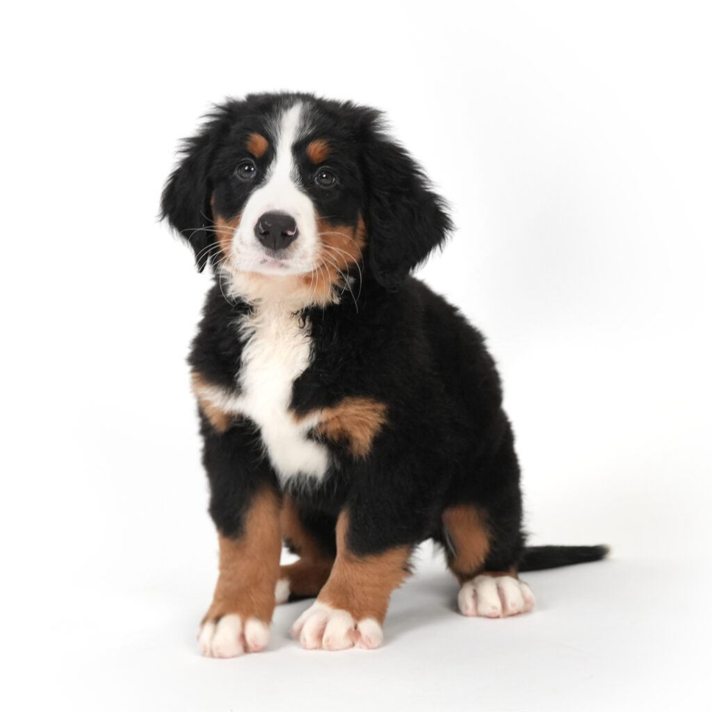 Bernese Mountain Dog in Pembroke Pines