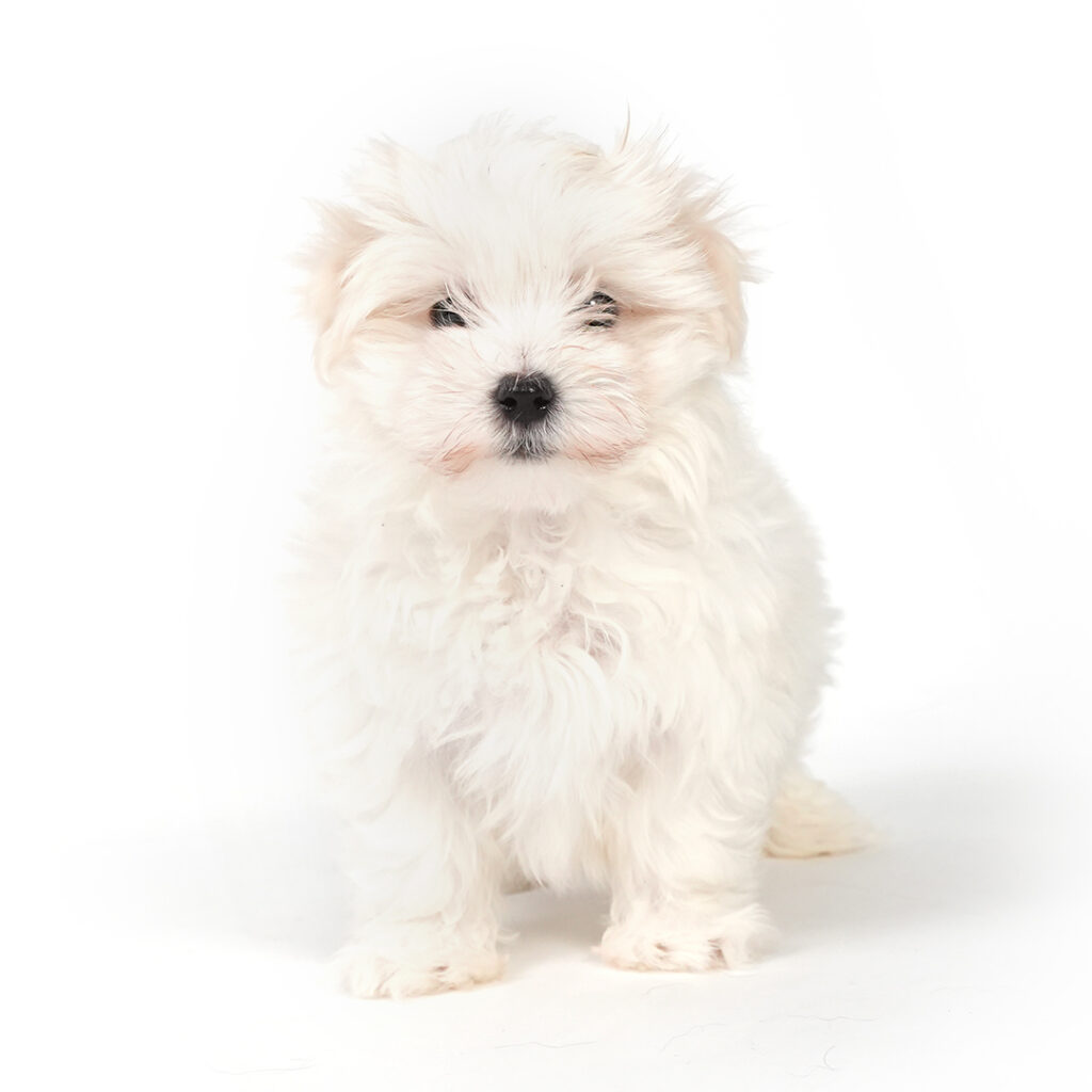 Maltese puppy for sale