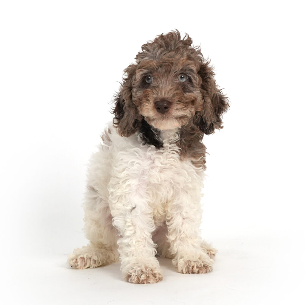 Cockapoo 2nd Gen in Pembroke Pines