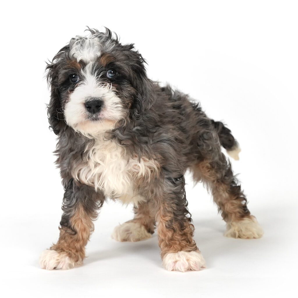 Bernadoodle in Pembroke Pines