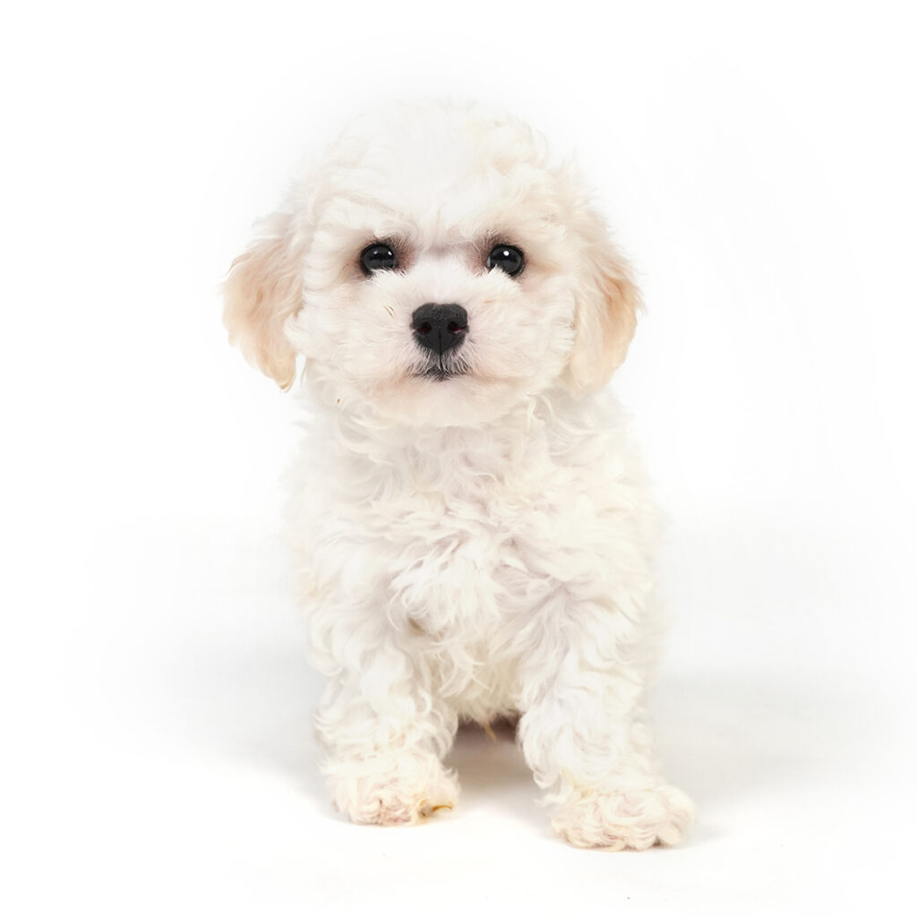 Bichon Frise puppy for sale
