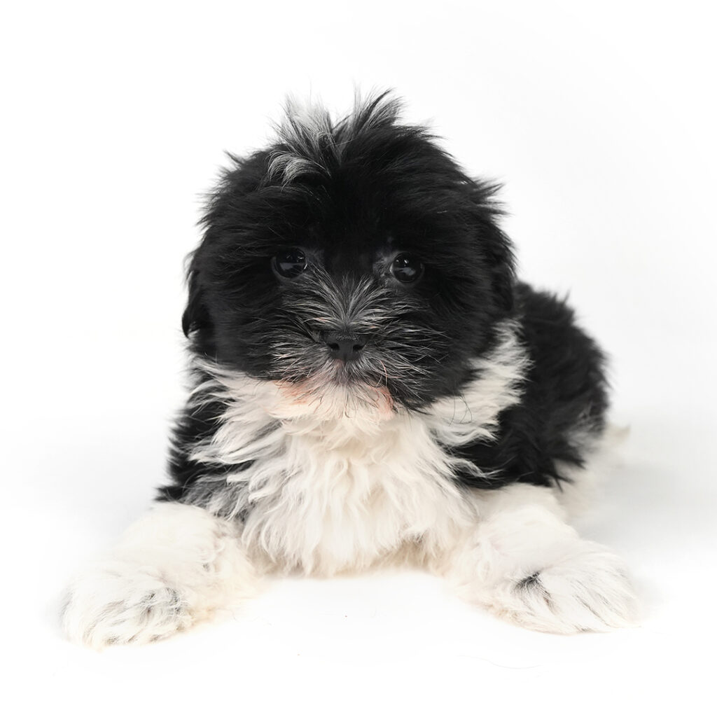 Havanese puppy for sale