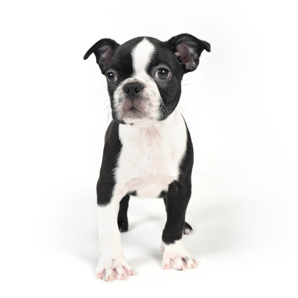 Boston Terrier puppy for sale