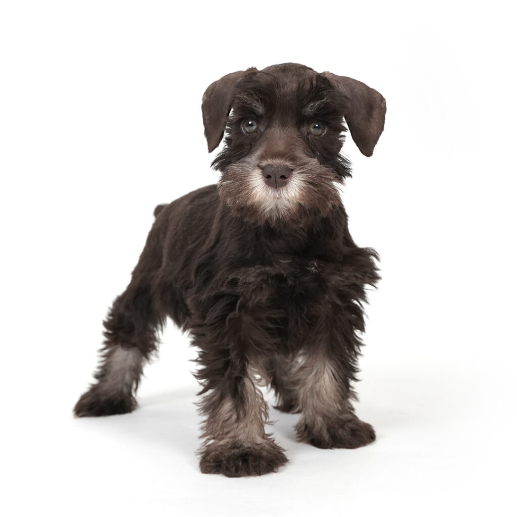Miniature Schnauzer puppy for sale
