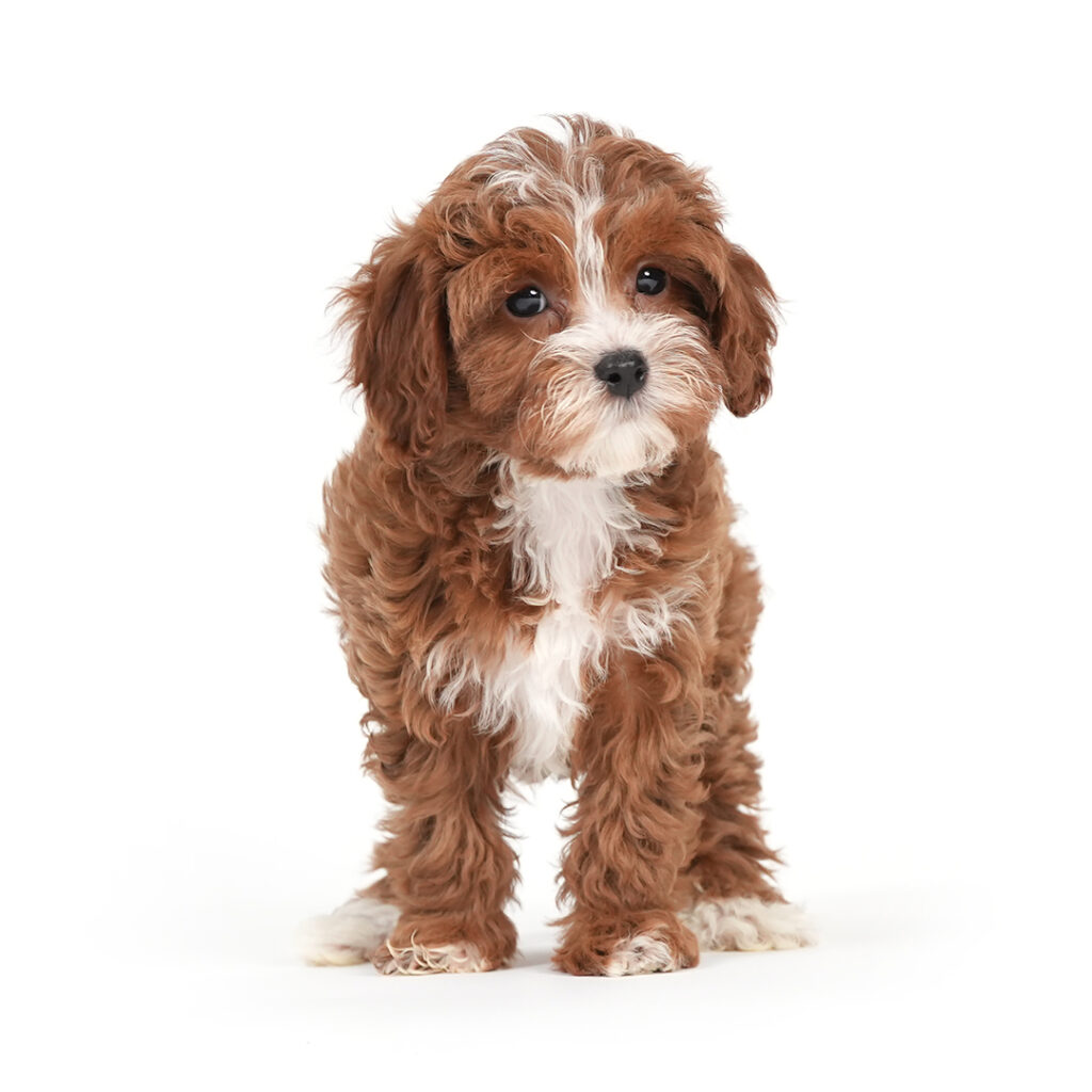 Cavapoo puppy for sale