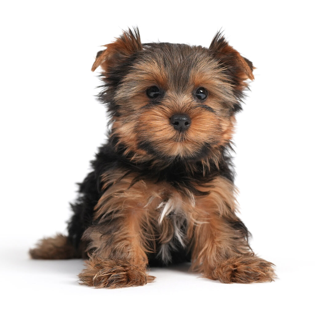 Yorkie puppy for sale