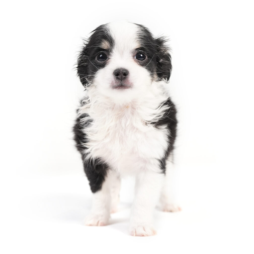 Chihuahua puppy for sale