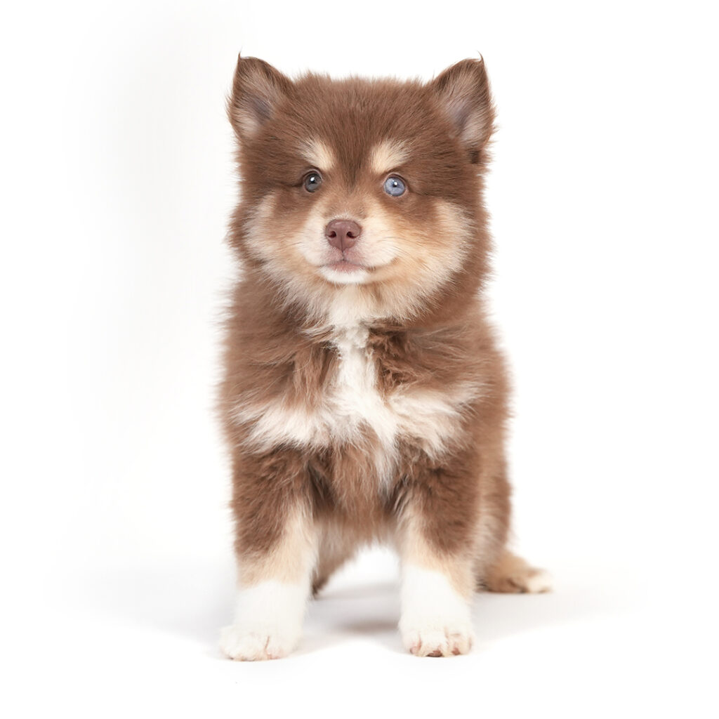 Pomsky puppy for sale