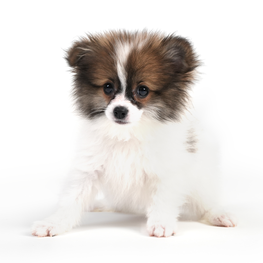 Pomeranian puppy Brown Black / White color