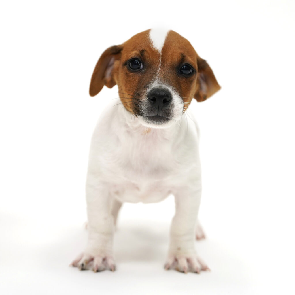Jack Russell puppy for sale