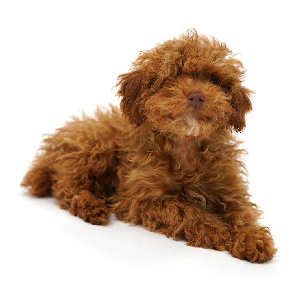 Meet the Poodle in Pembroke Pines