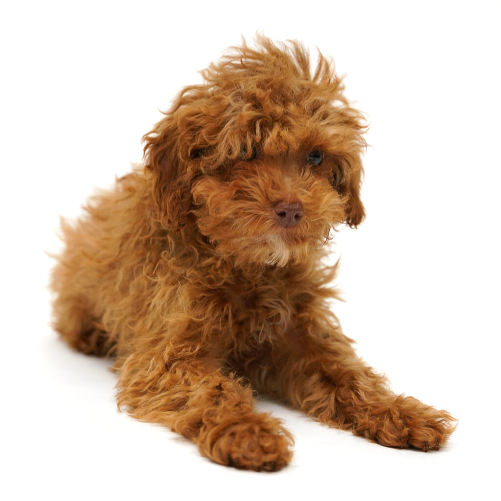 The Poodle in Pembroke Pines