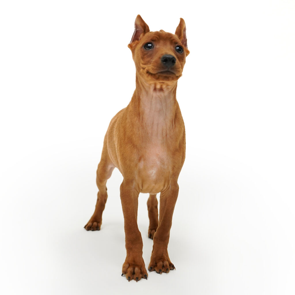Miniature Pinscher puppy