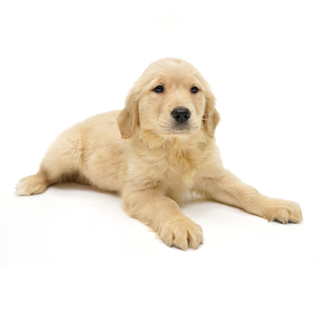 Golden Retriever in Pembroke Pines