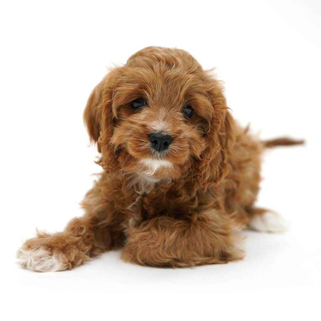 Moonlight the Cavapoo