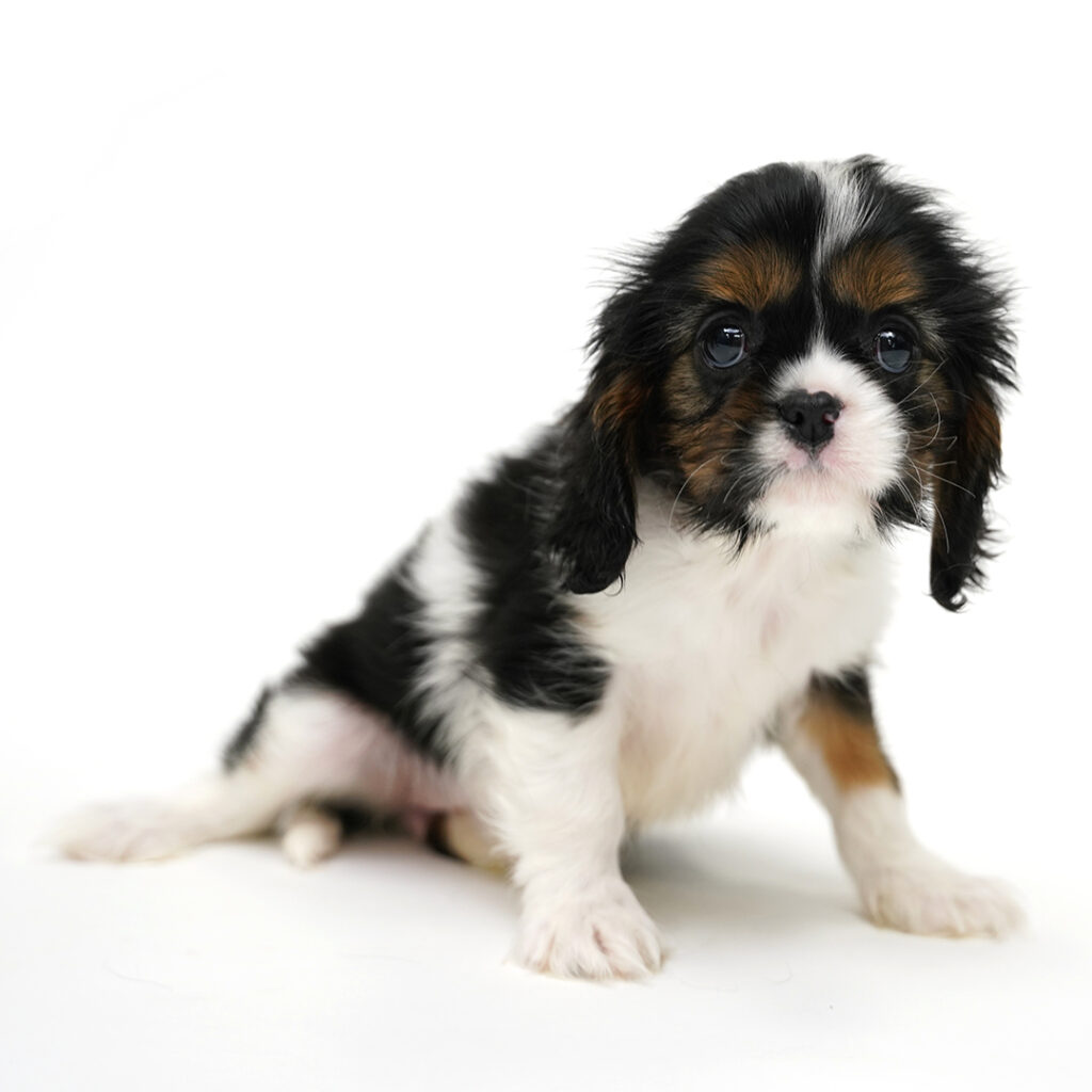 Cavalier King Charles Spaniel puppy for sale