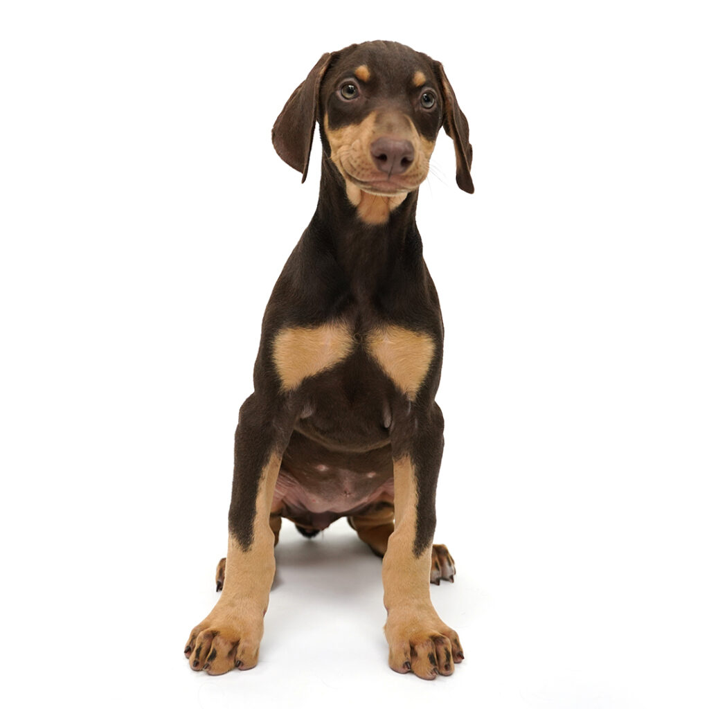Doberman Pinscher puppy for sale