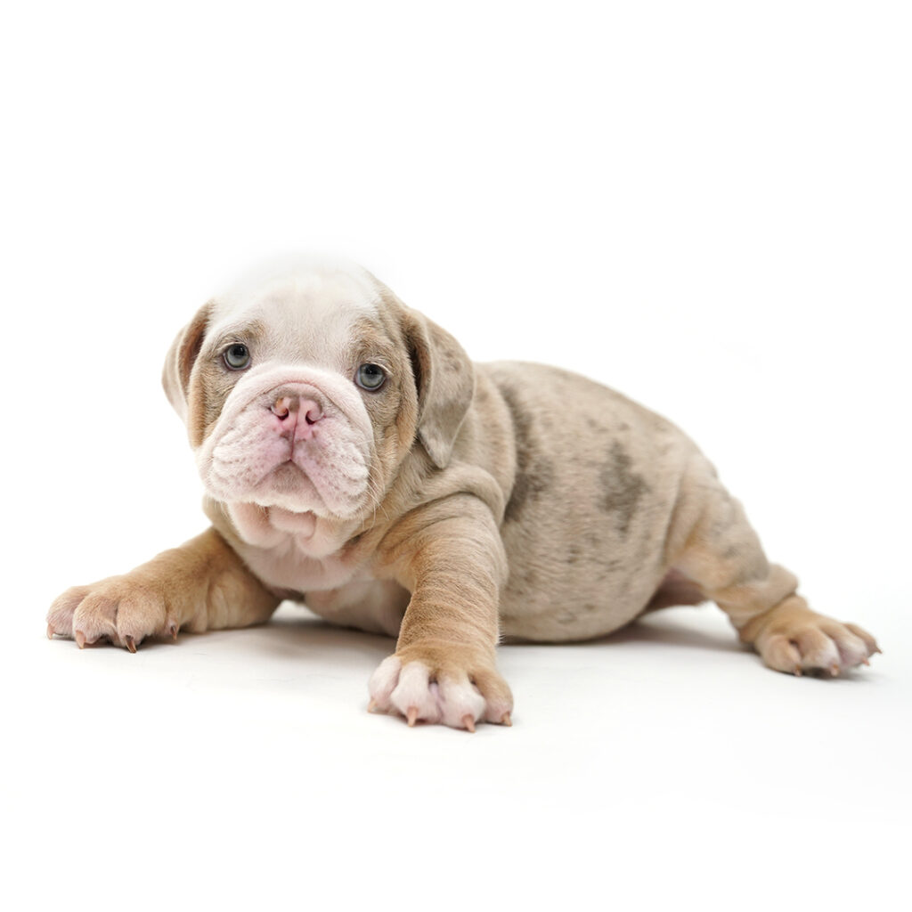 Olde English Bulldog puppy for sale