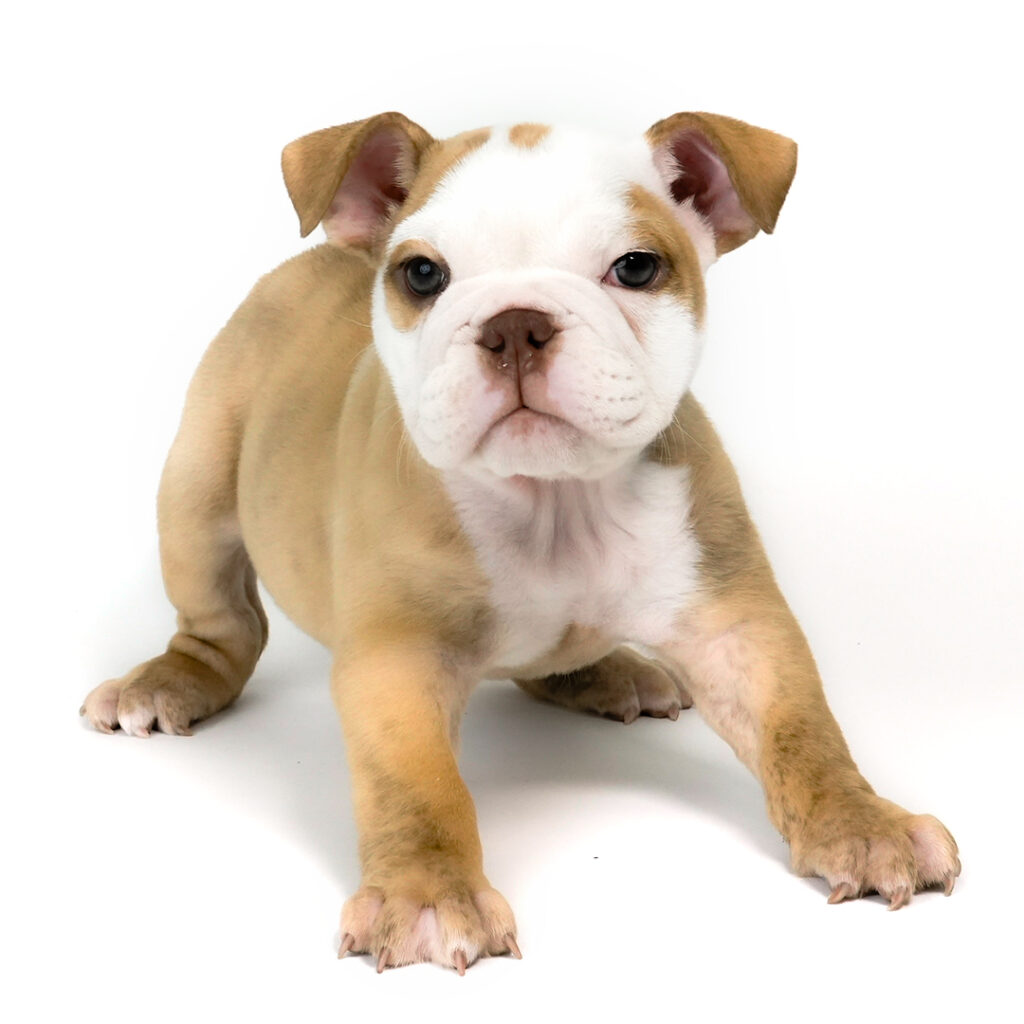 Olde English Bulldog puppy for sale