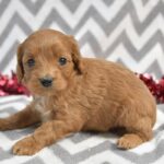 Cavapoo puppy Red Color
