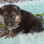 German Shepherd puppy black/ tan color