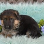 German Shepherd puppy black, tan color