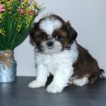 Shih Tzu puppy Sable / White color