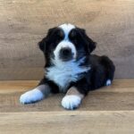 Australian Shepherd Black White / Tan color