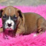 Boxer puppy in Pembroke Pines