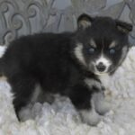 Scout the Pomsky puppy for sale