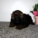 Harley the Cockachon puppy in pembroke pines