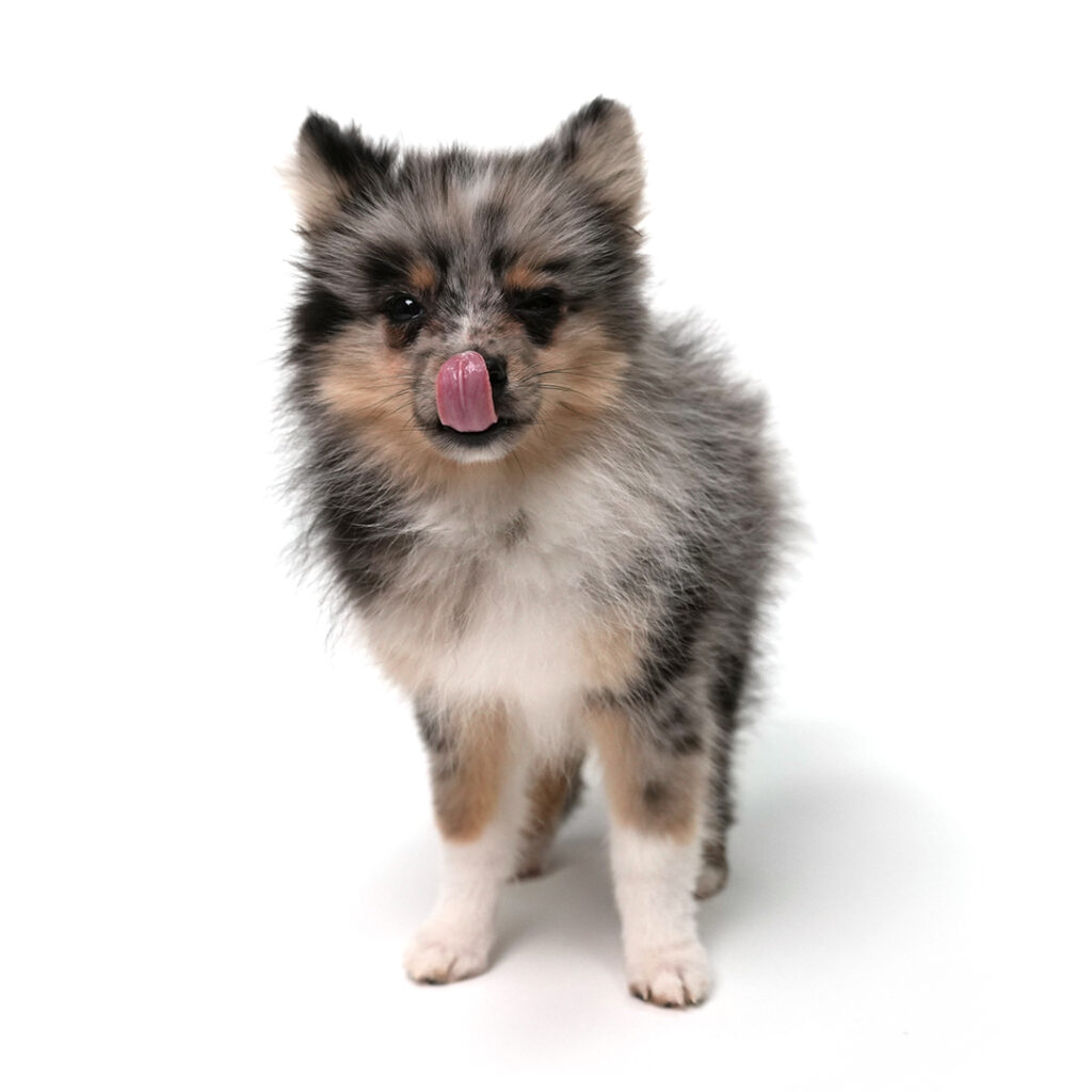 Pomsky puppy for sale