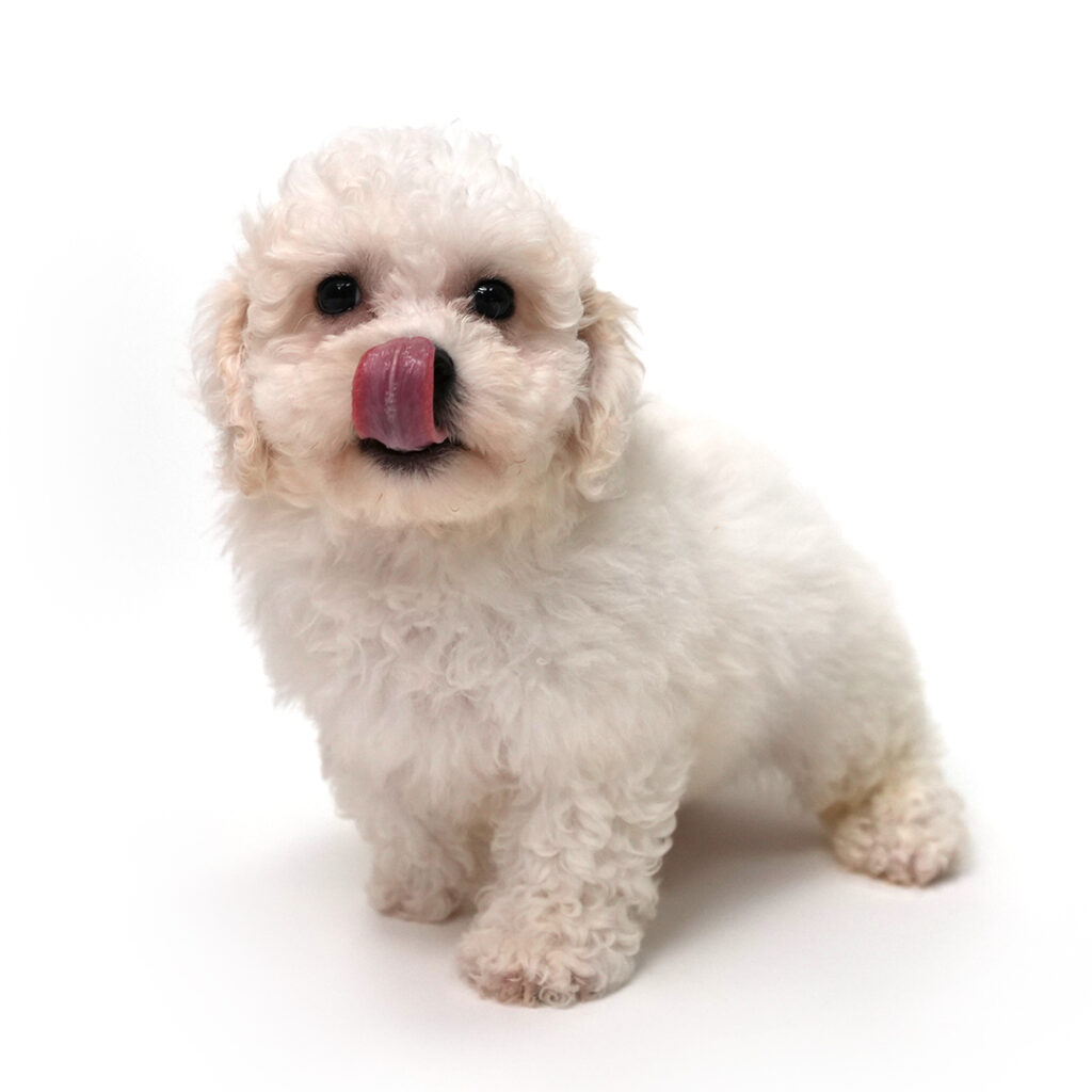 Bluff the Bichon Frise puppy for sale