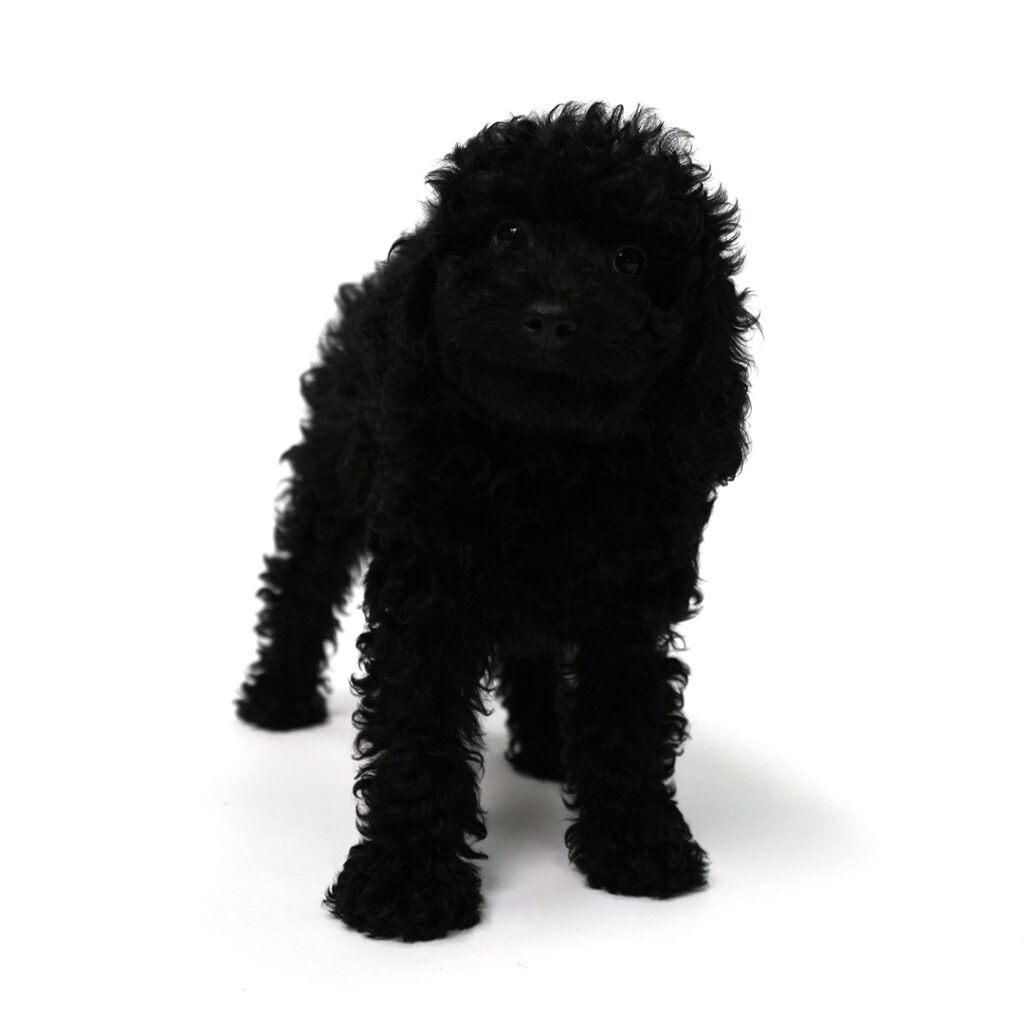 Latte the Poodle in Pembroke Pines