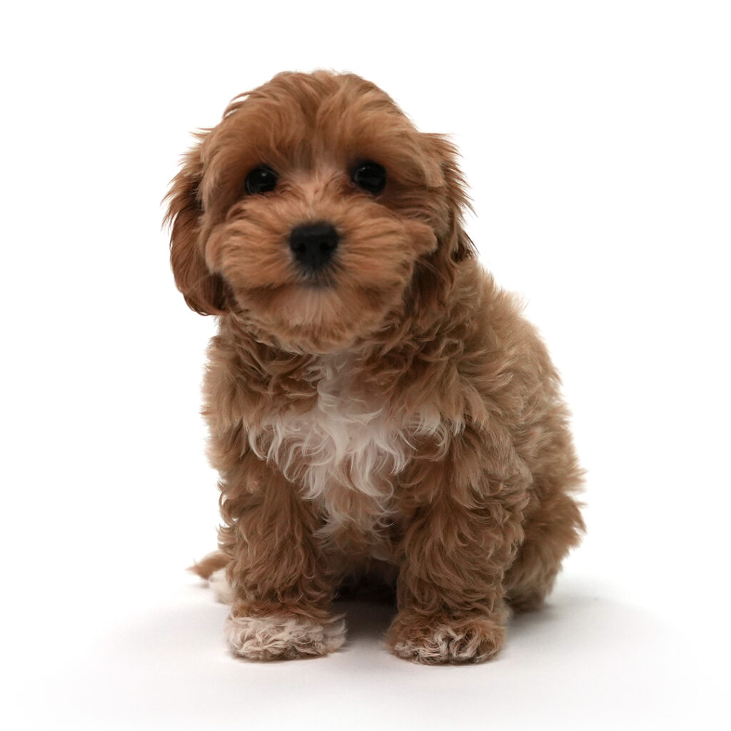 Cricket the Maltipoo puppy for sale