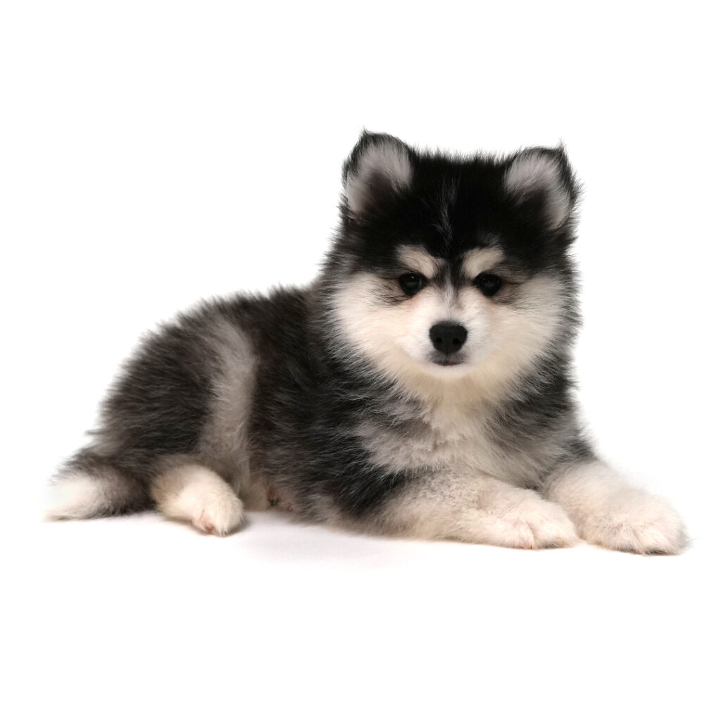 Xander the Pomsky puppy for sale