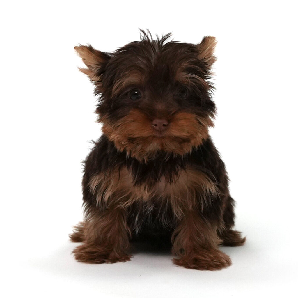 Kindle the Yorkie puppy for sale