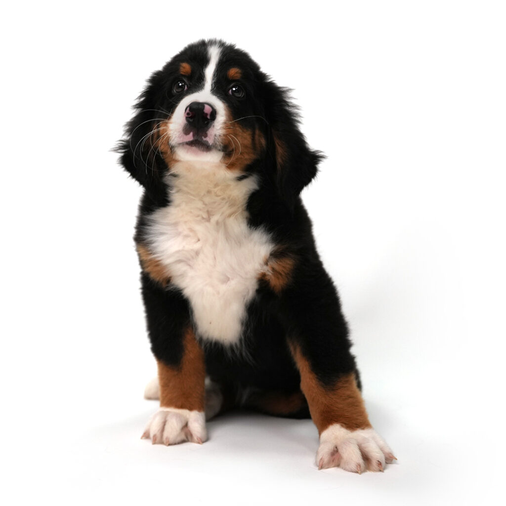 Denver the Bernese Mountain Dog in Pembroke Pines