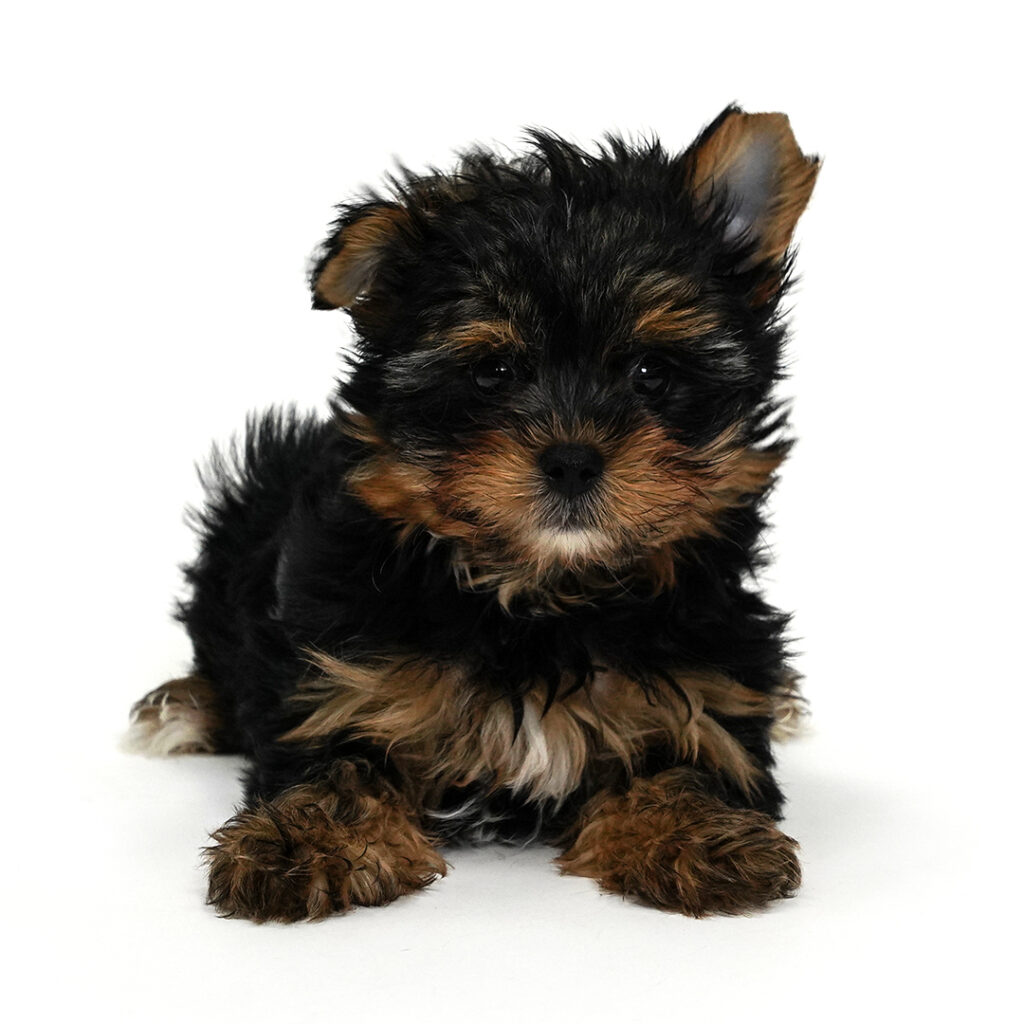 Kingsley the Yorkie puppy for sale