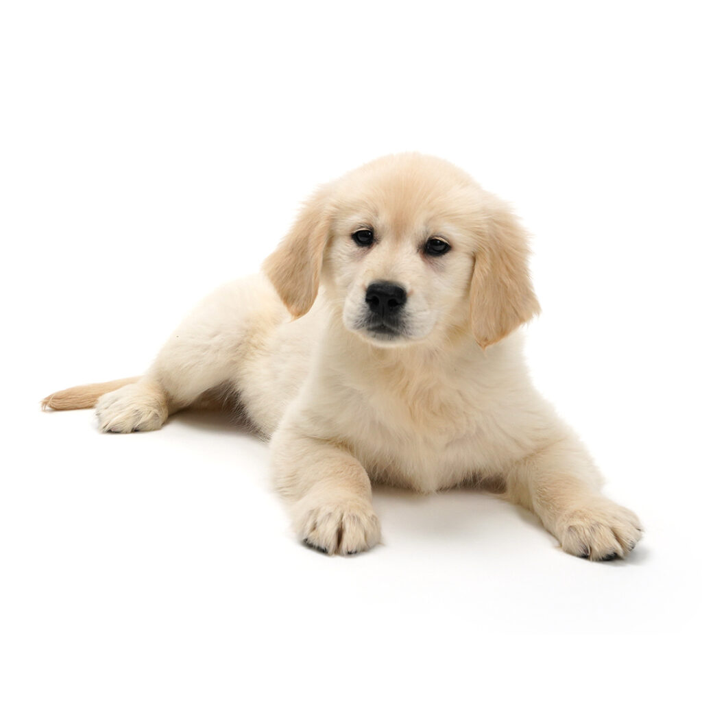 Golden Retriever puppy for sale