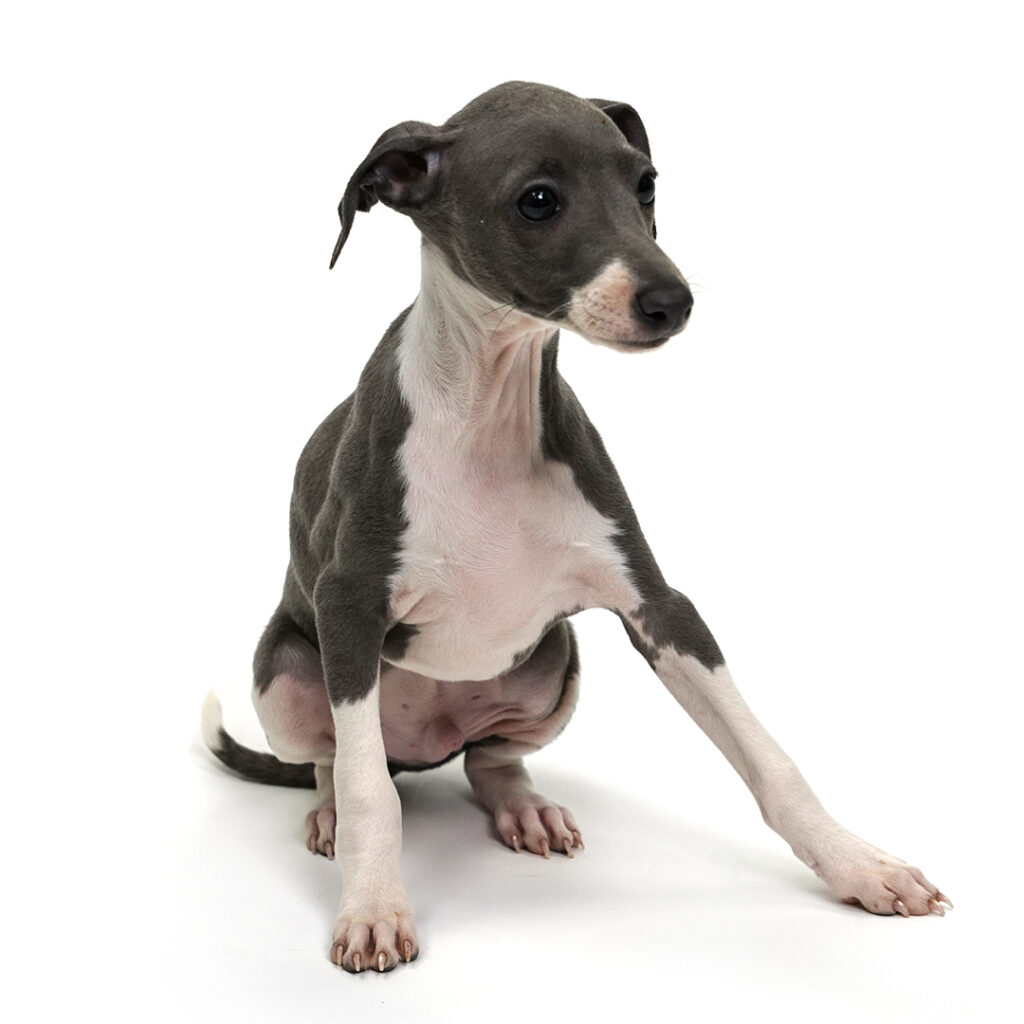 Papi the Italian Greyhound puppy