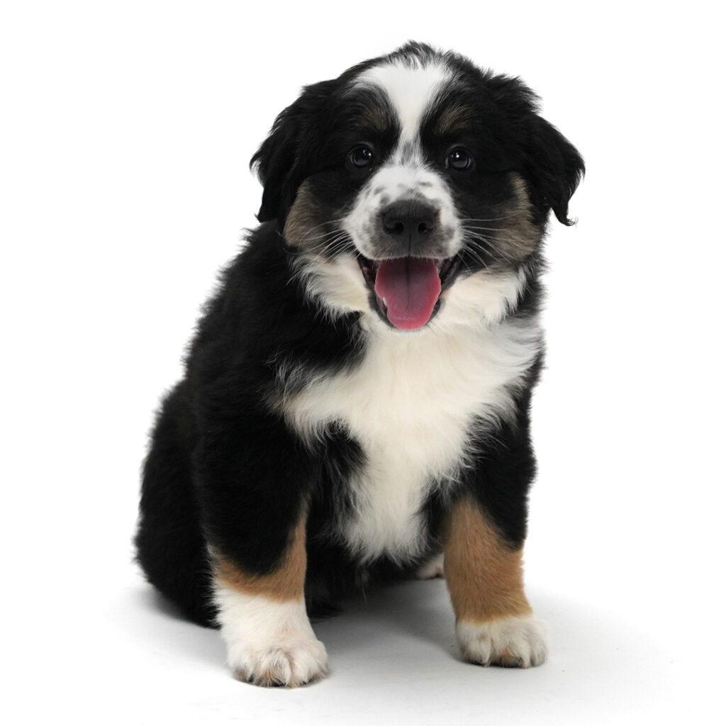 Australian Shepherd Black White / Tan color