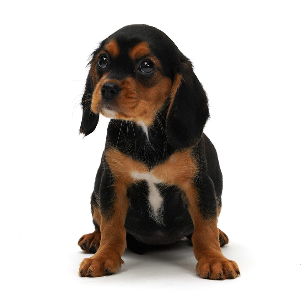 Beagalier Puppy black / tan color