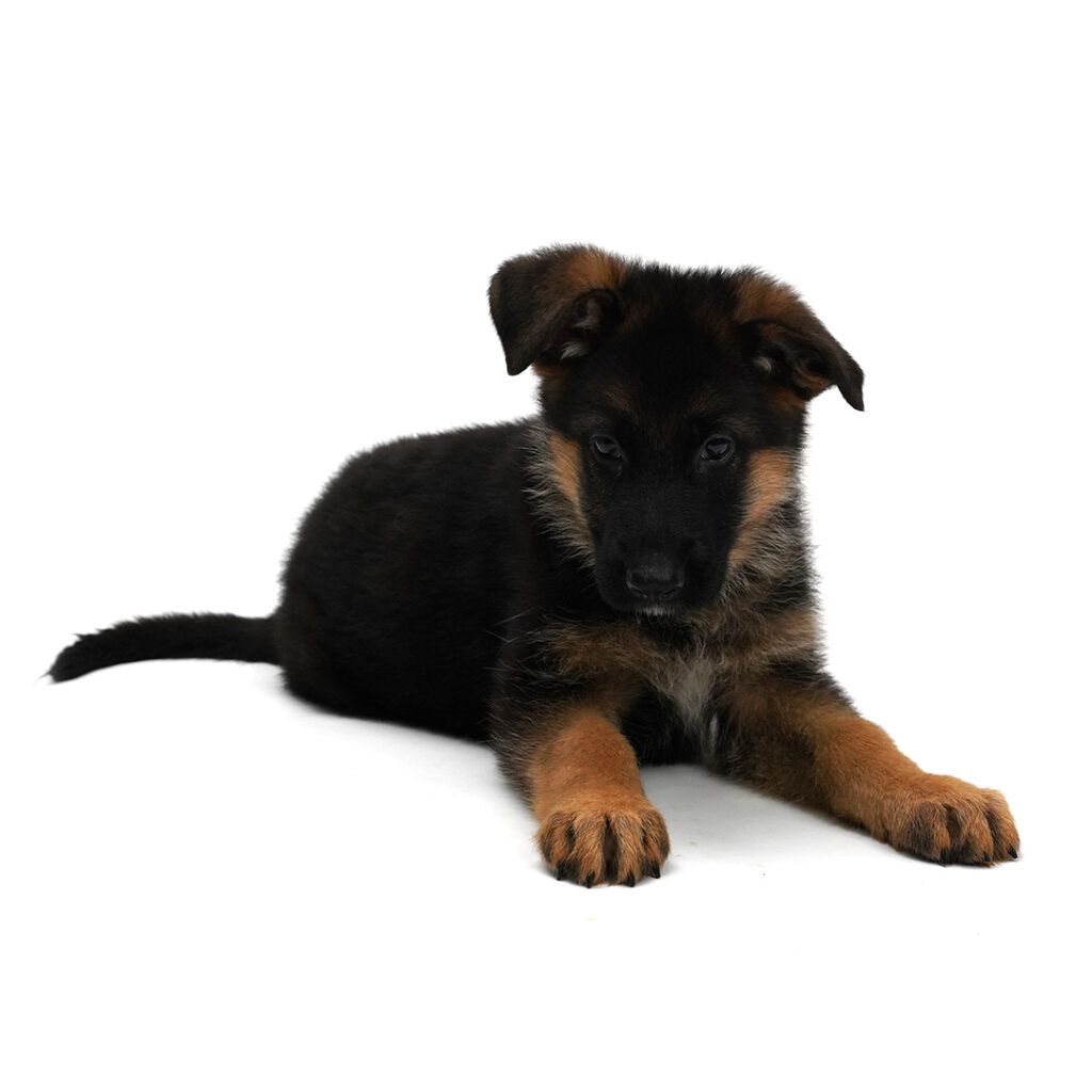 German Shepherd puppy black/ tan color