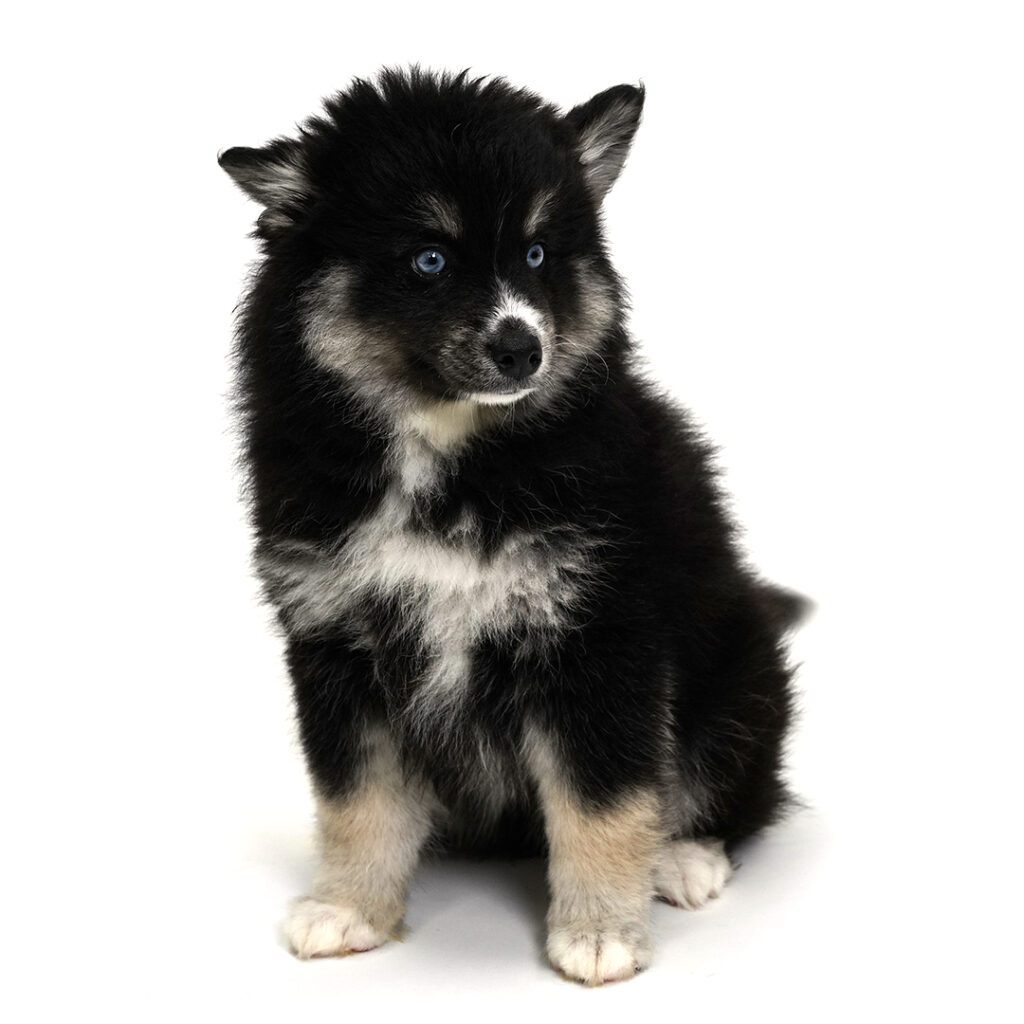 Scout the Pomsky puppy for sale