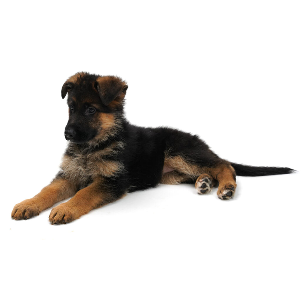 German Shepherd puppy black, tan color