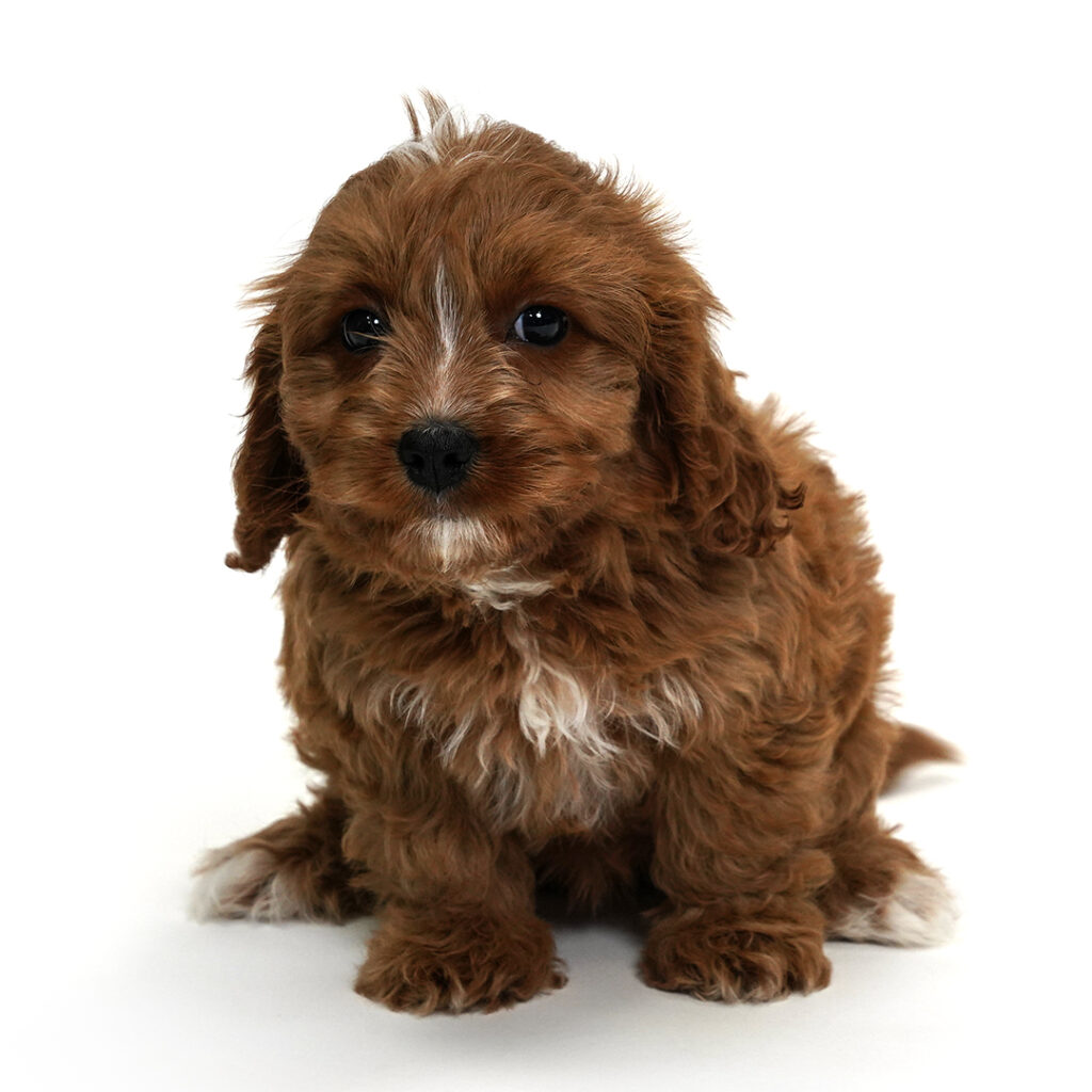 Jojo the Cavapoo puppy for sale