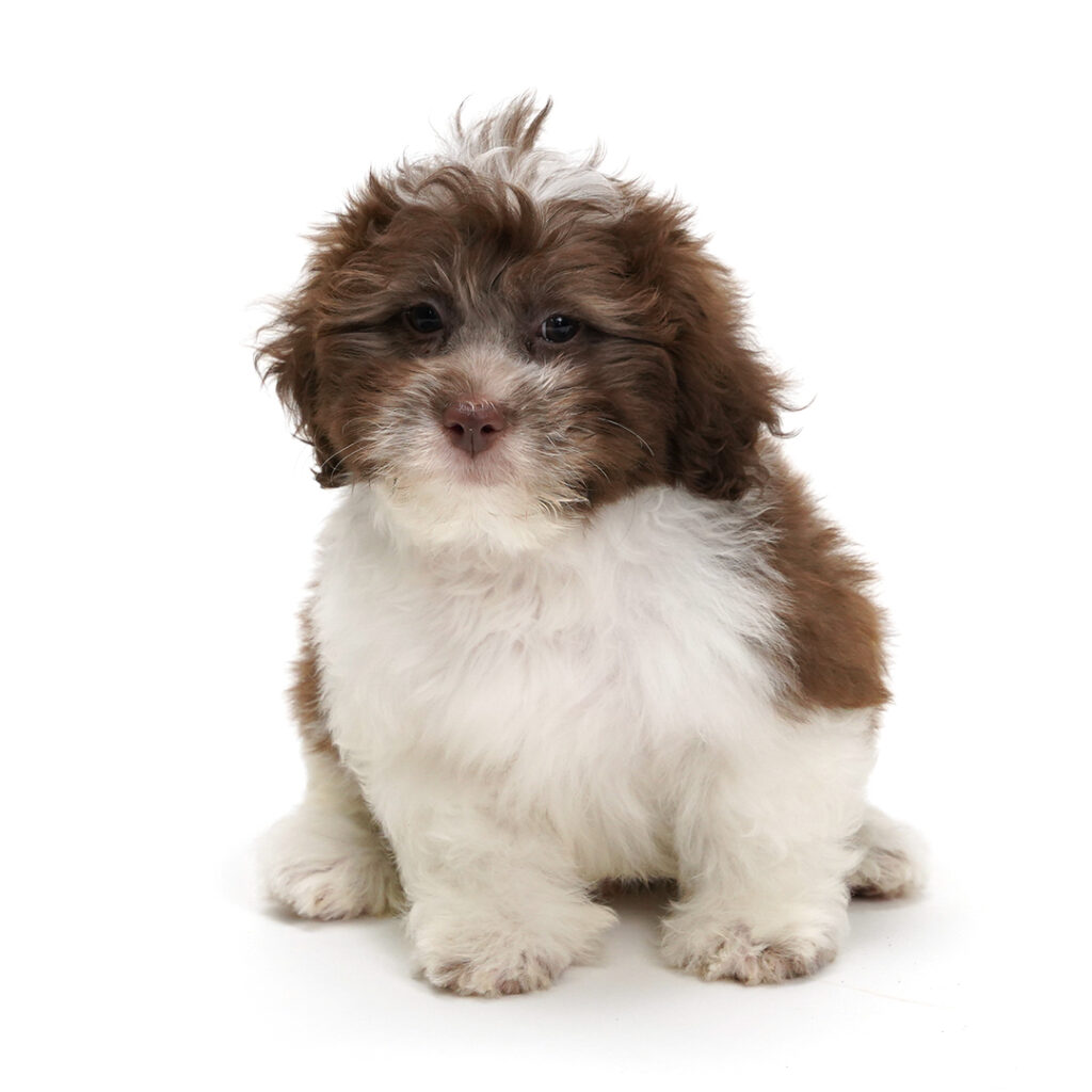 Shih-Poo Puppy Chocolate / White color
